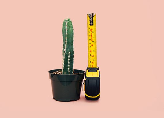 Cactus and measuring tape